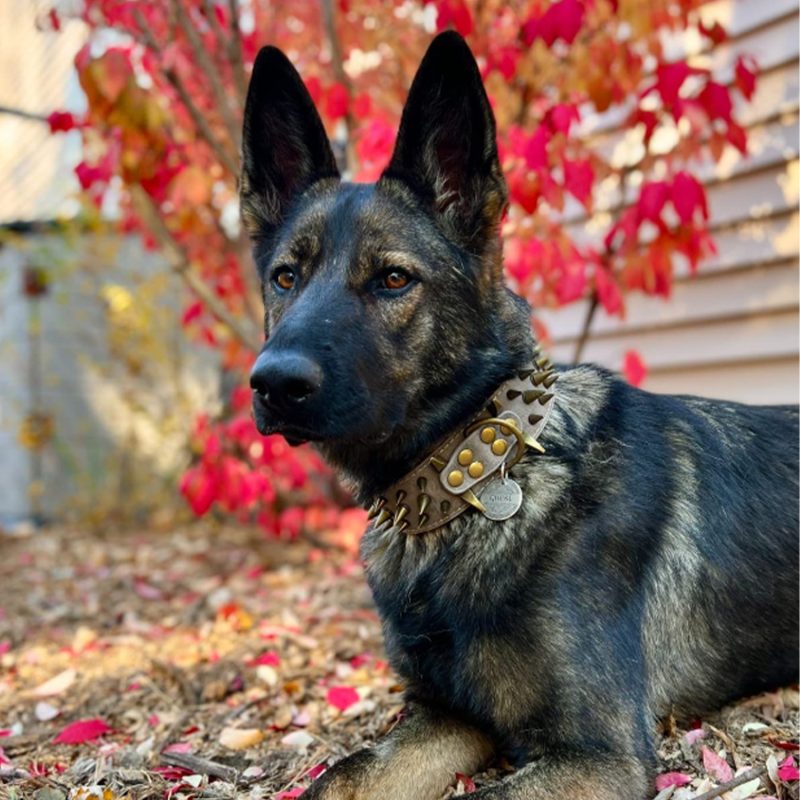 Studded Dog Collar for Large Dogs